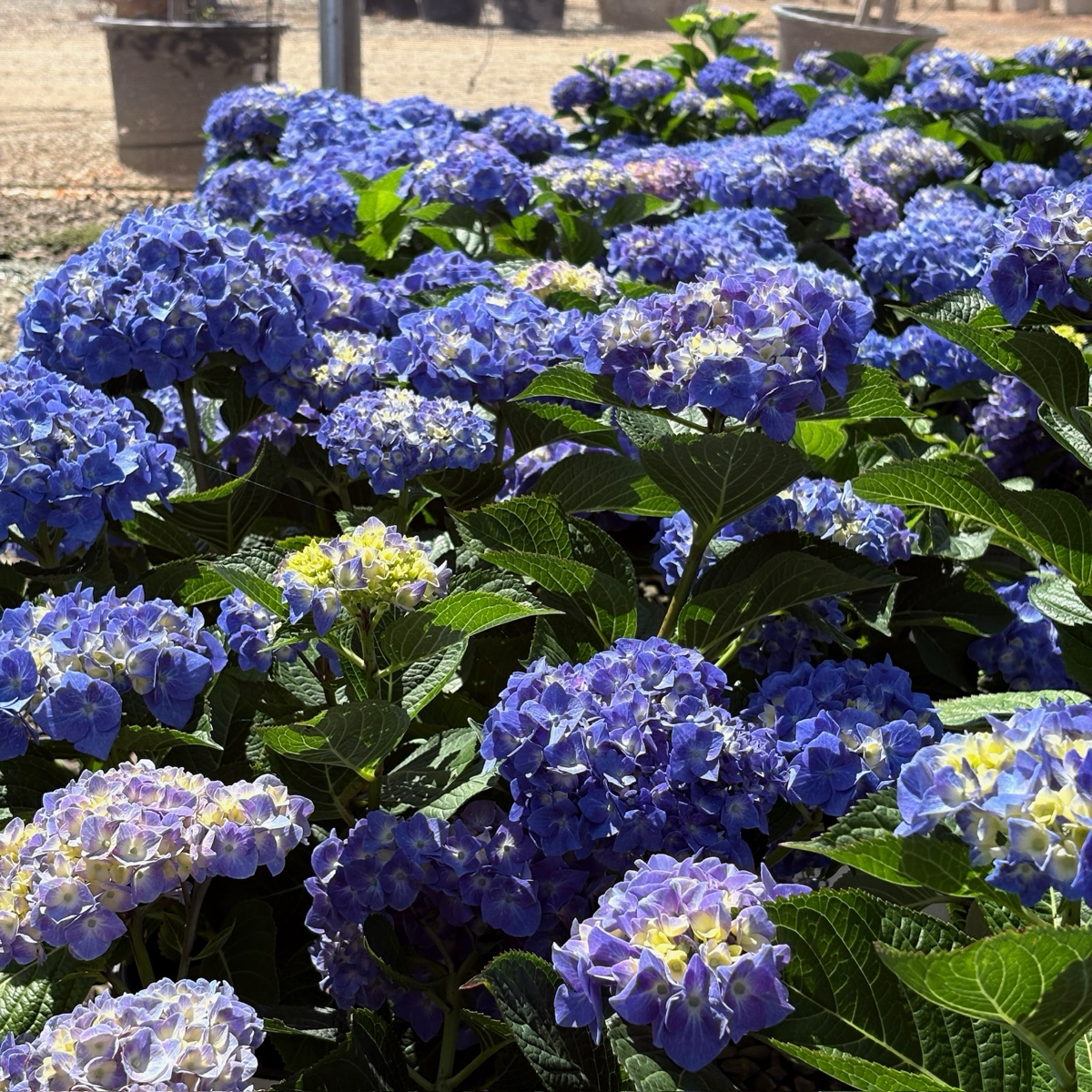 Blue Jangles Let's Dance®  Hydrangea