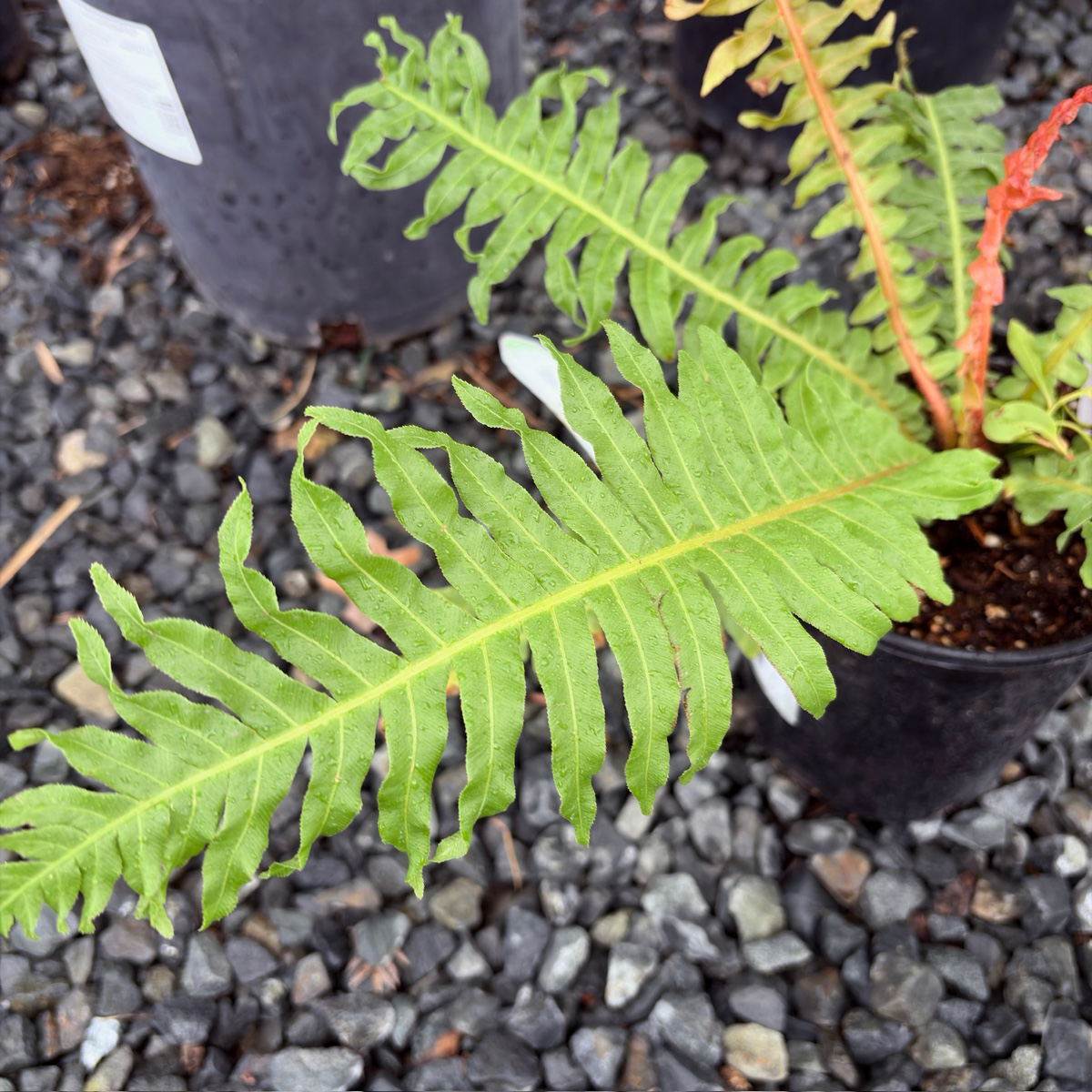 Red Dwarf Tree Fern