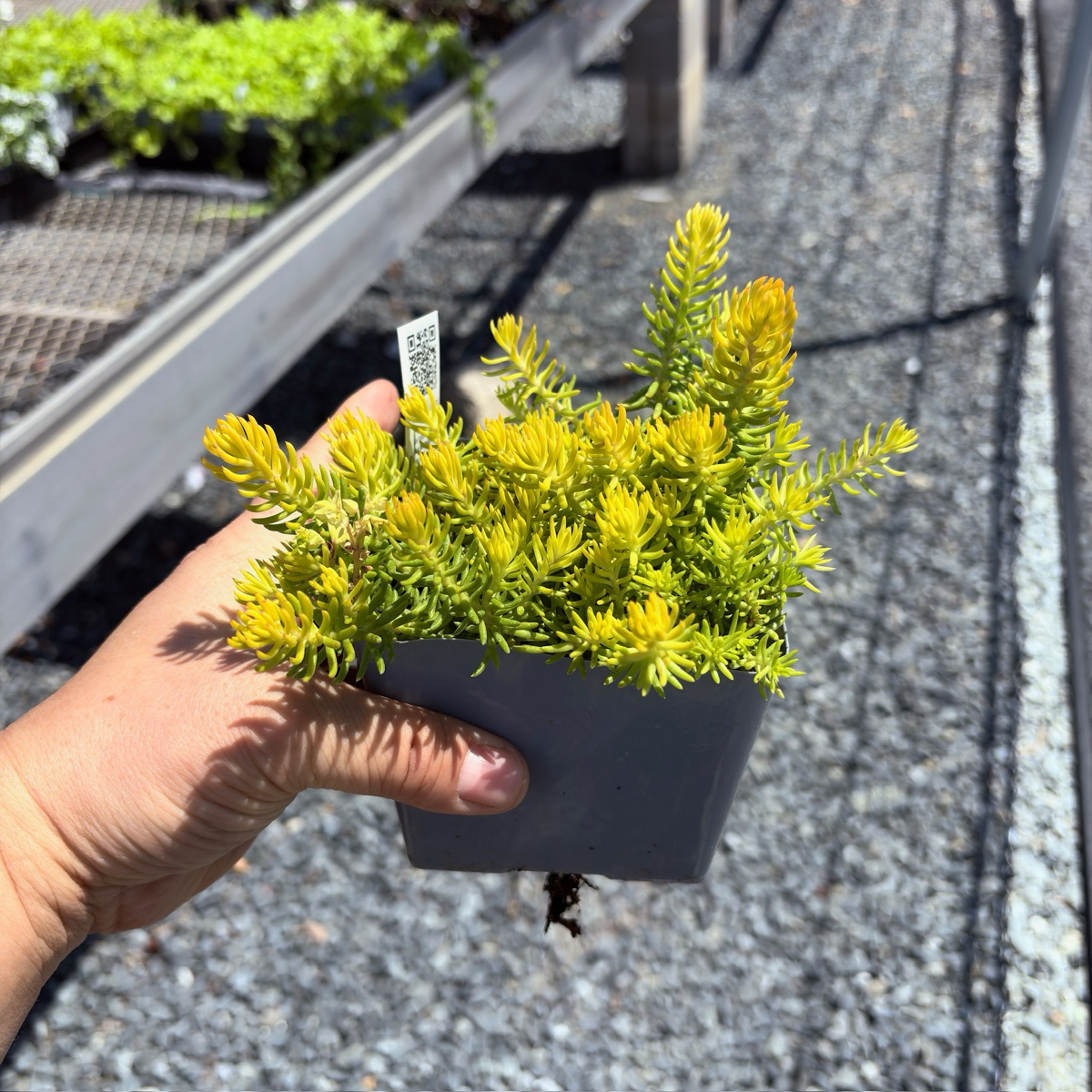 Angelina Stonecrop