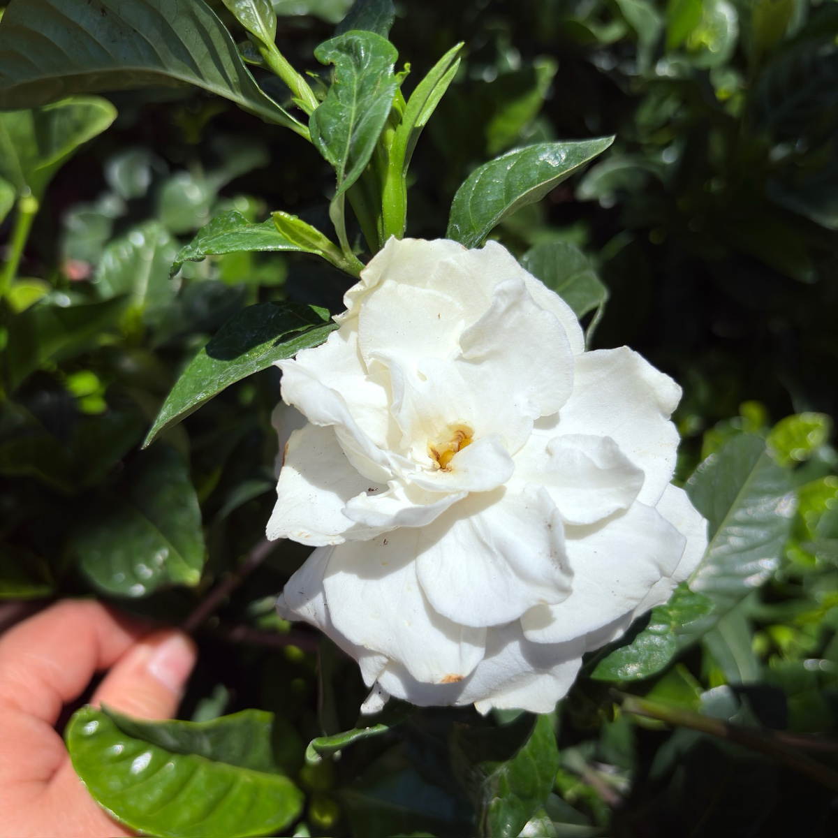 Gardenia August Beauty