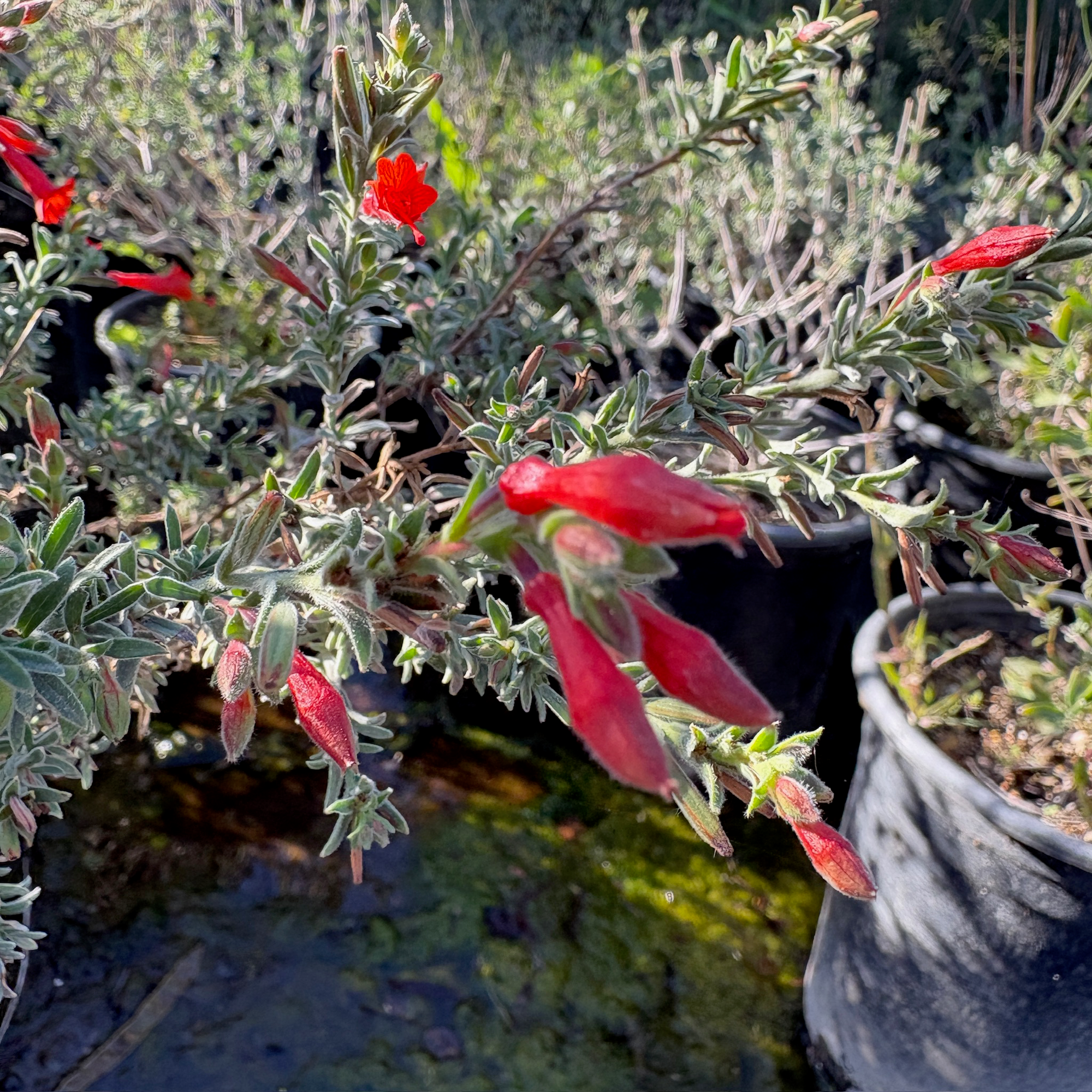 California Fuchsia