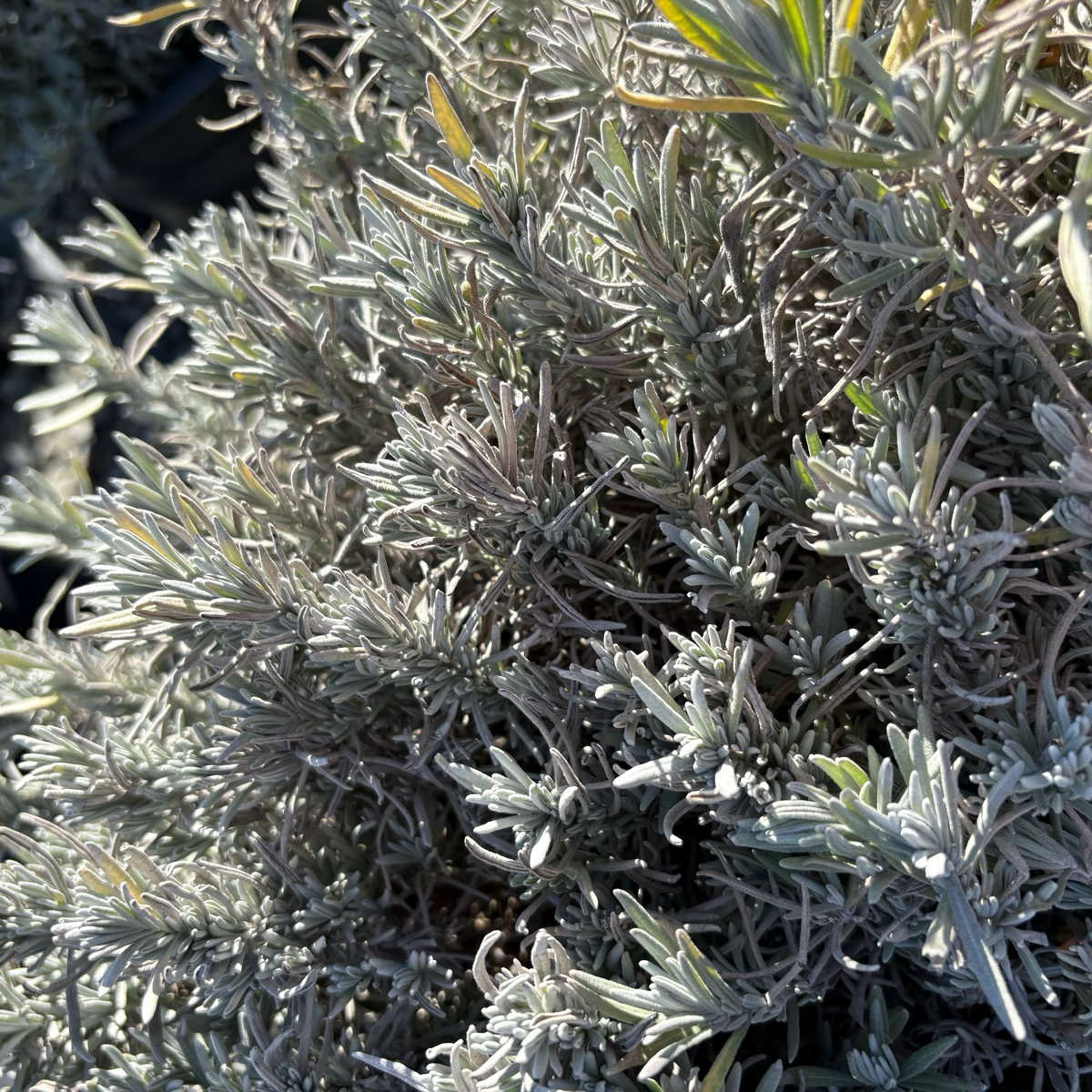 Munstead English Lavender