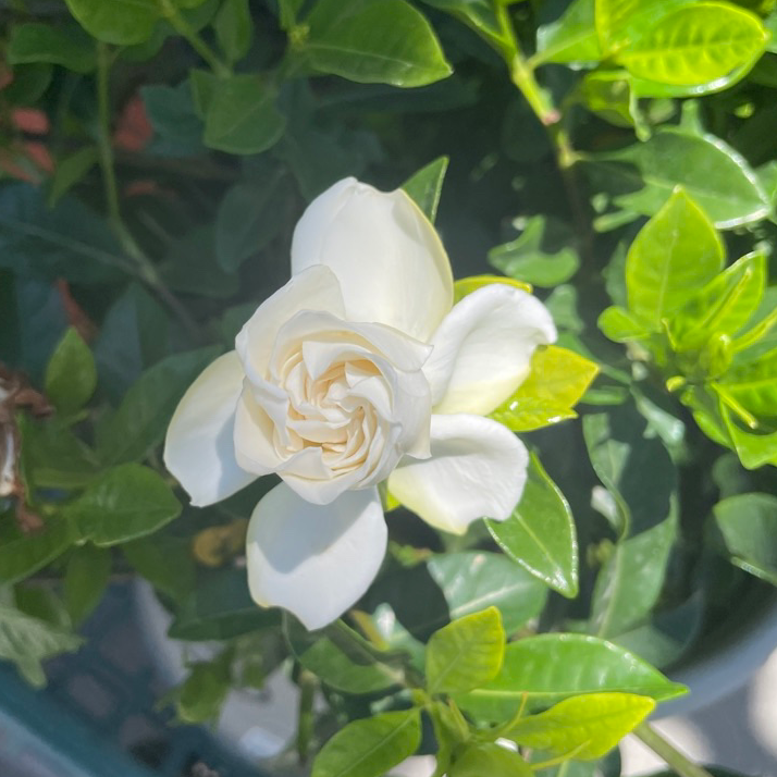 Veitchii Gardenia