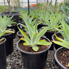 蓝色狐尾龙舌兰