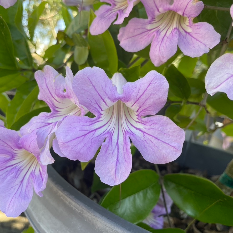 Lianli Teng-Purple Flower