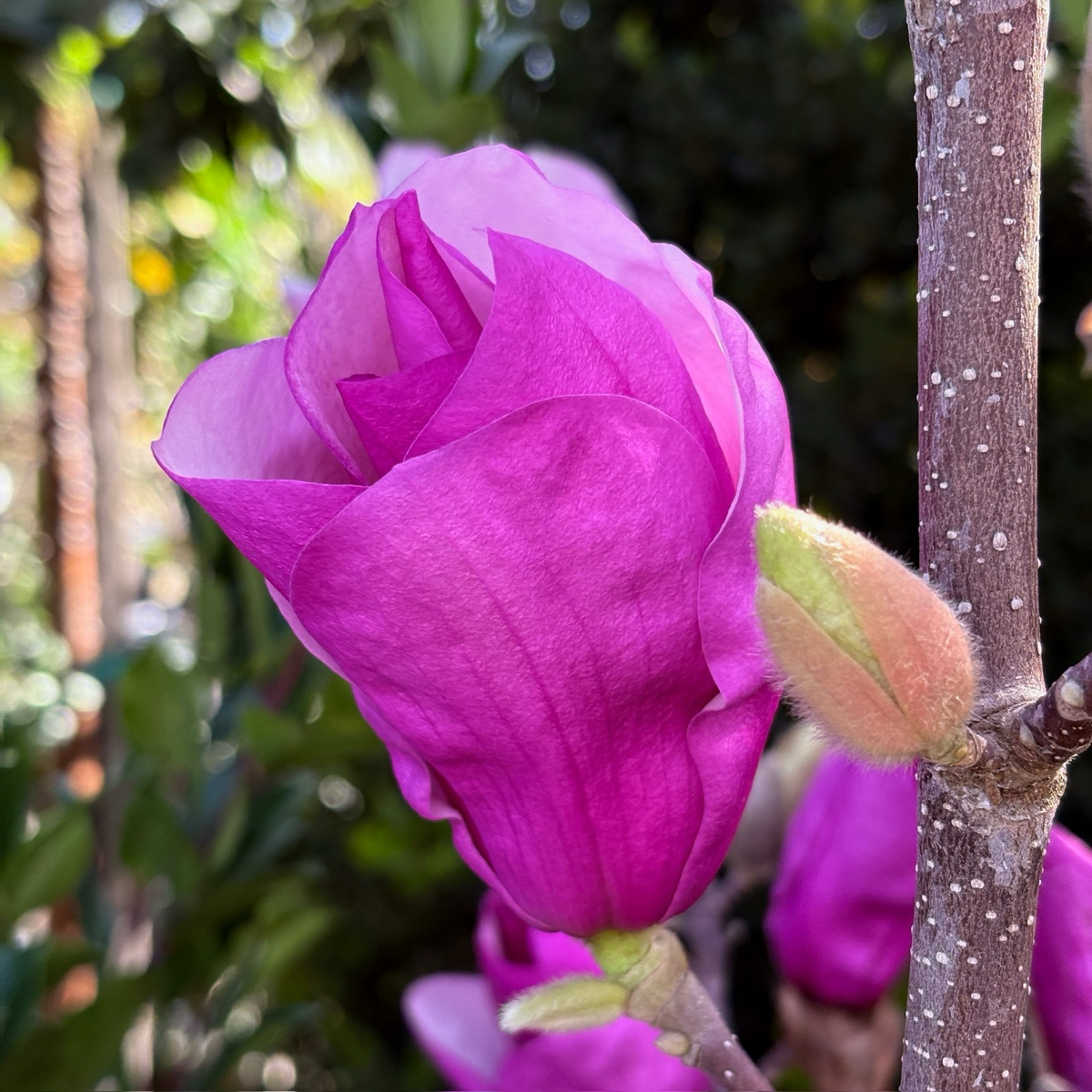 Alexandrina Saucer Magnolia