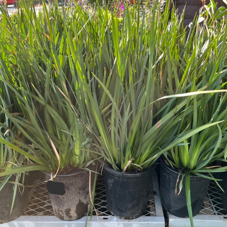 Dietes vegeta