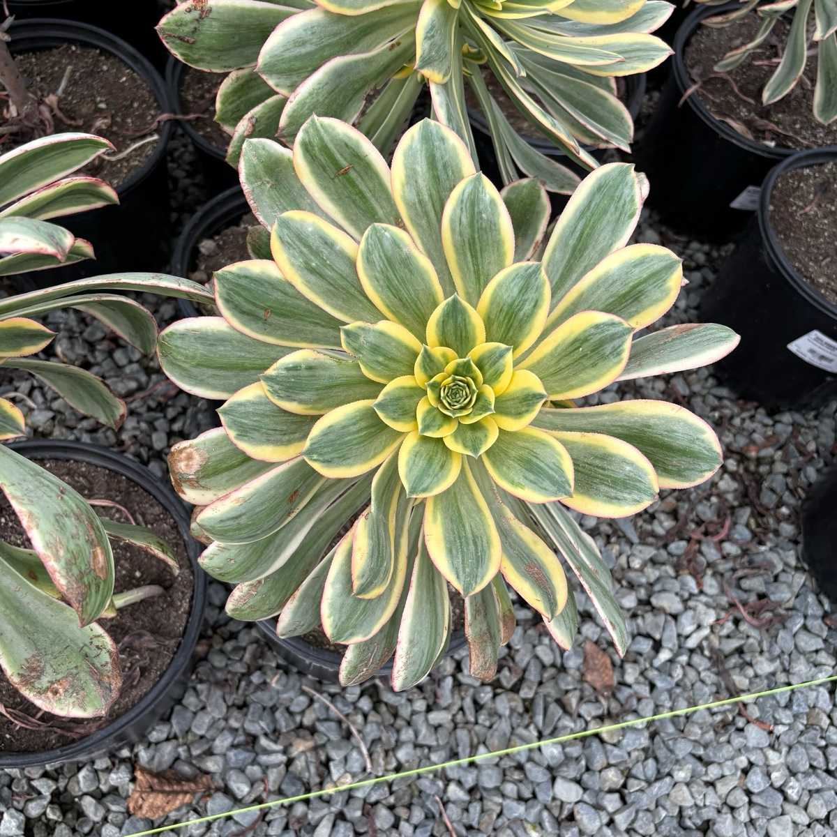 Copper Pinwheel
