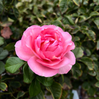 壮花月季-盛装出席