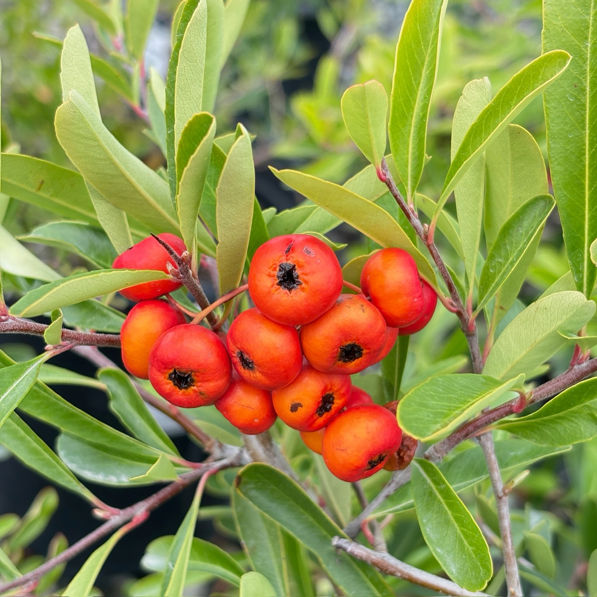 Formosa Firethorn