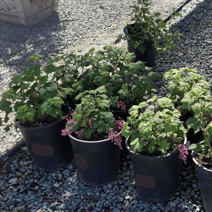 Anthony Waterer Spirea