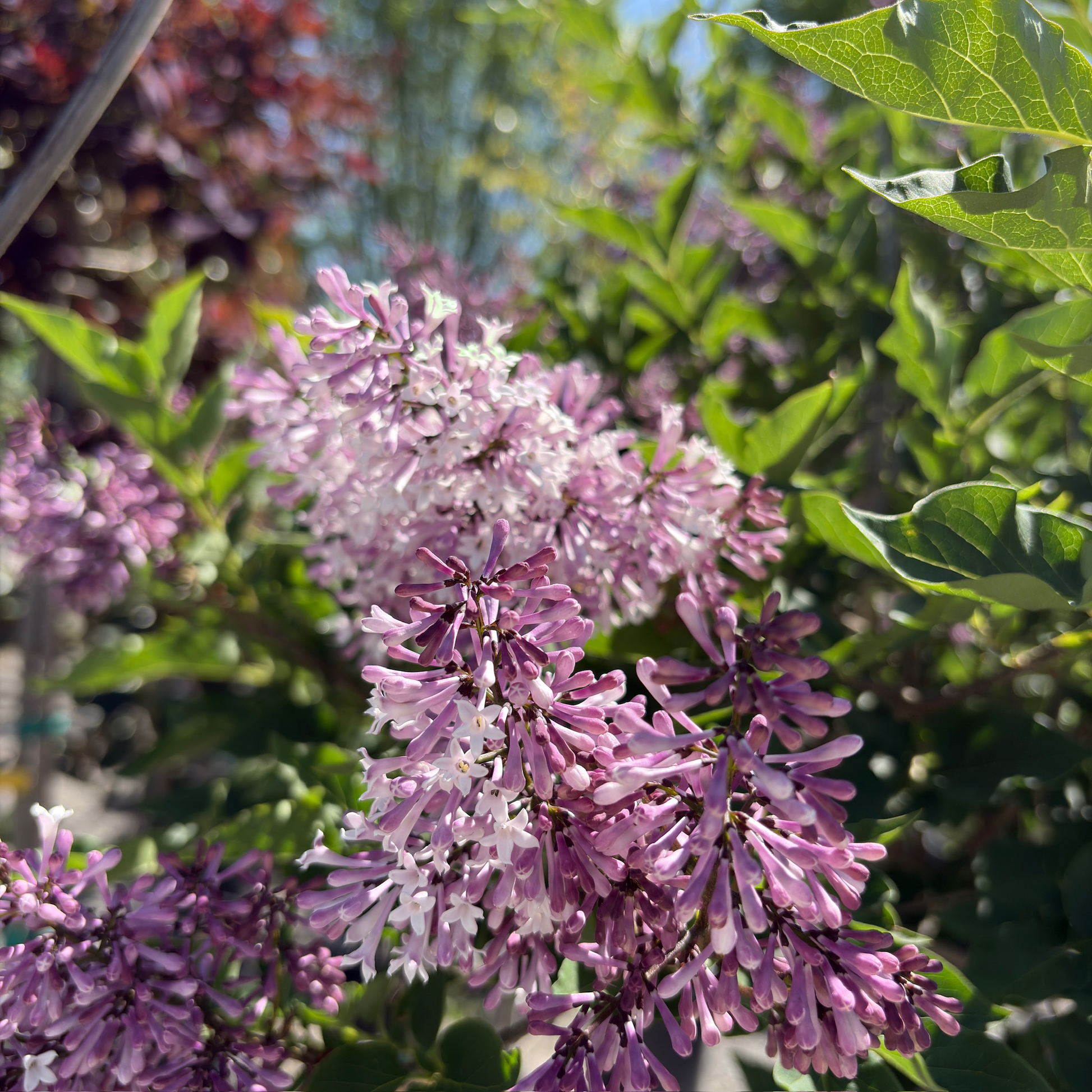 Miss Kim  korean Lilac