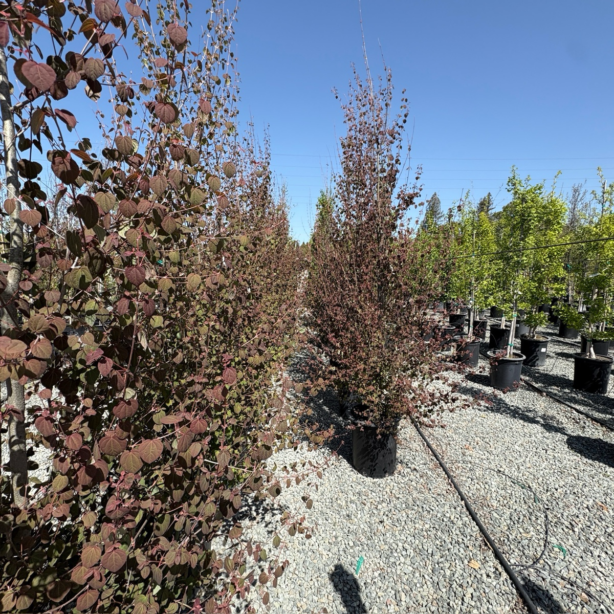 Japanese  Katsura Tree