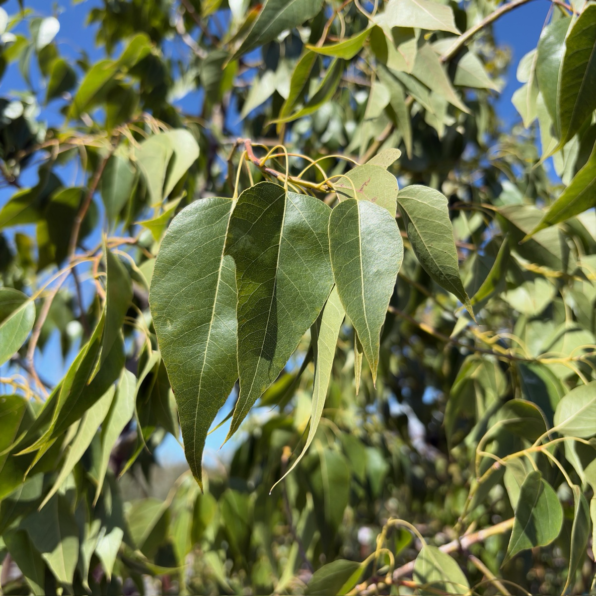 Buttle Tree