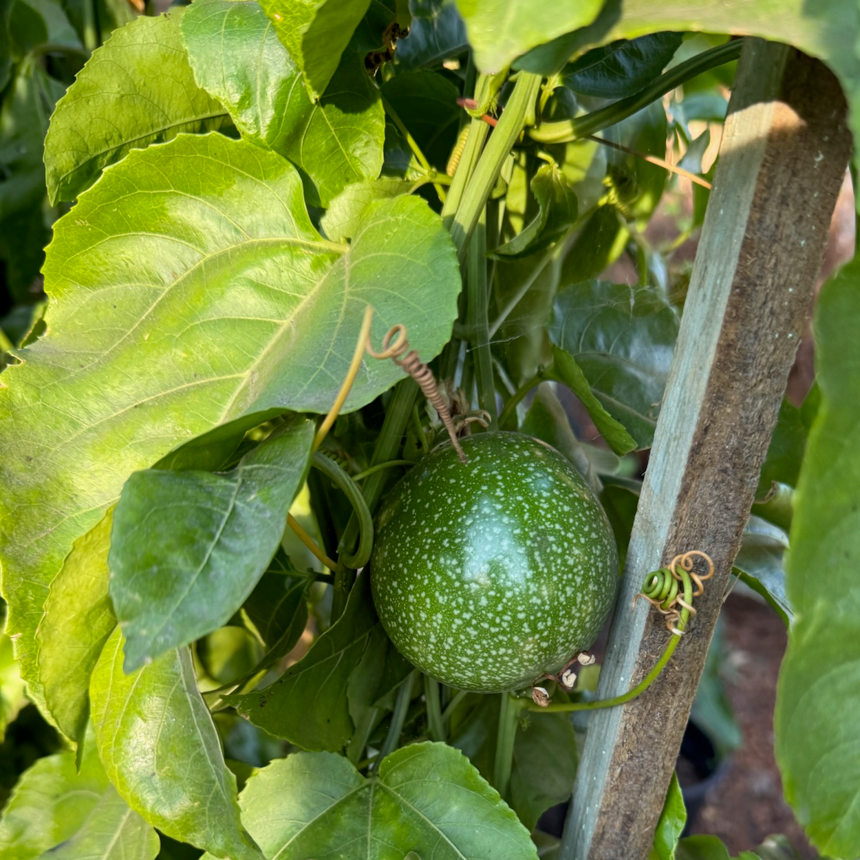 Yellow Passion Fruit
