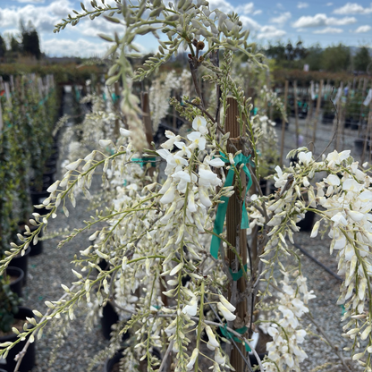 Texas White' Wisteria