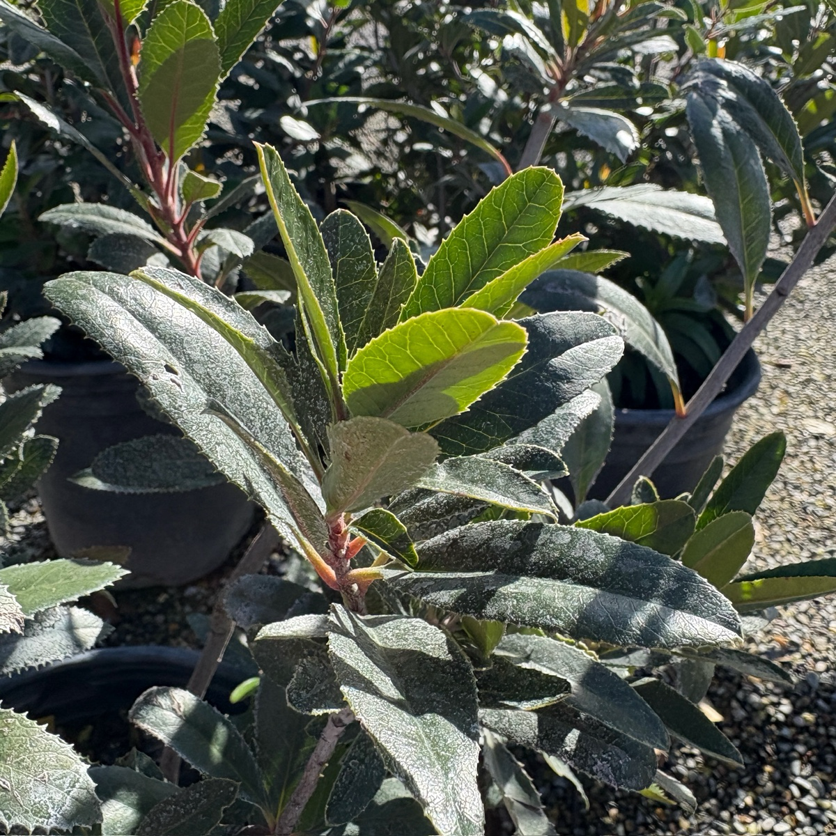 Toyon