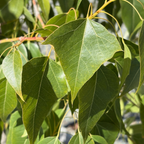 Buttle Tree