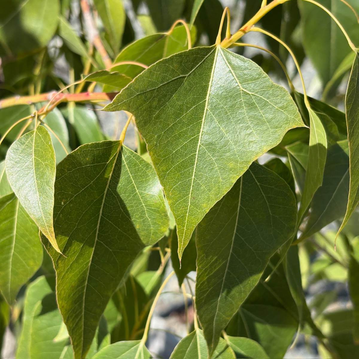 Buttle Tree