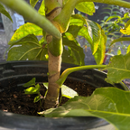 Japanese Aralia