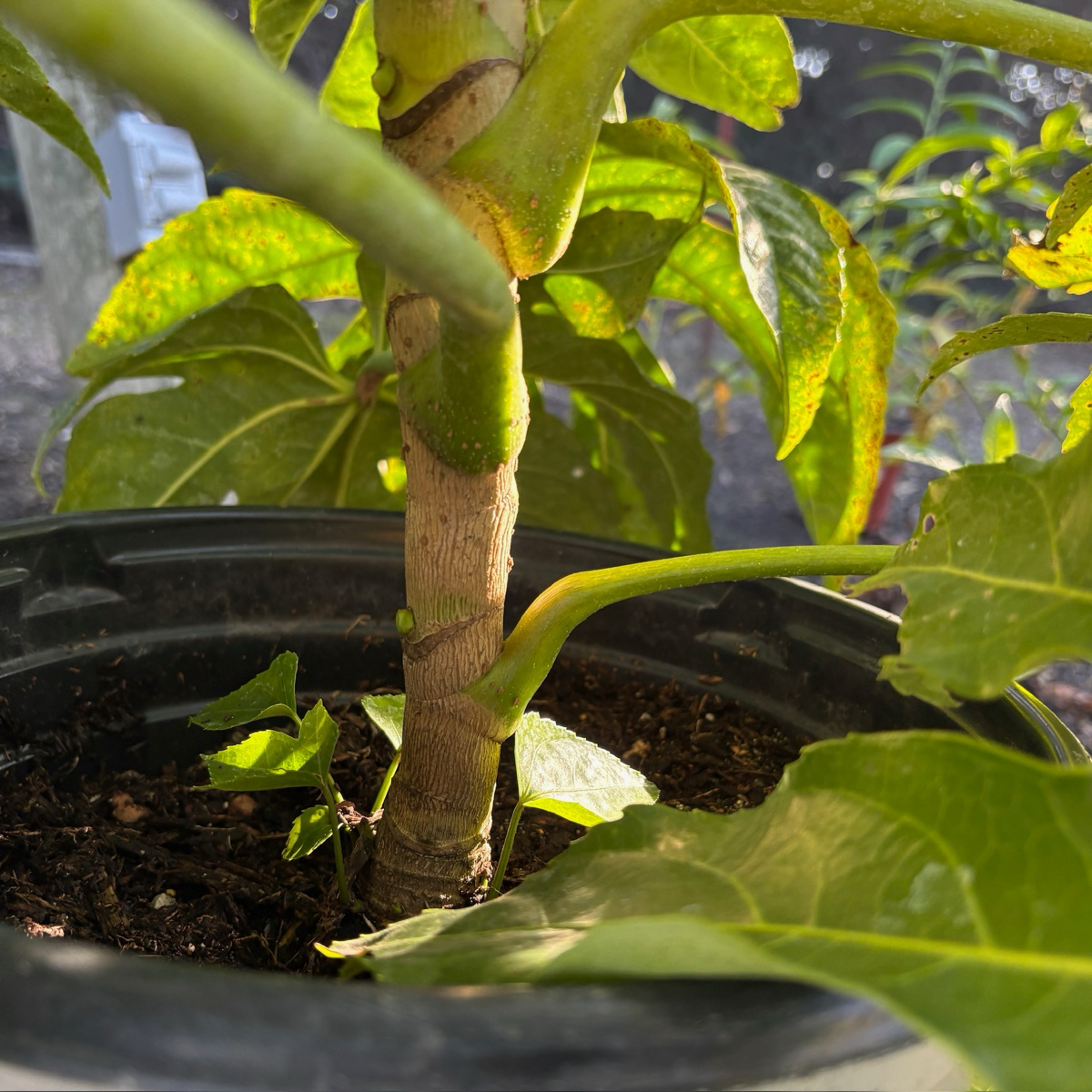 Japanese Aralia