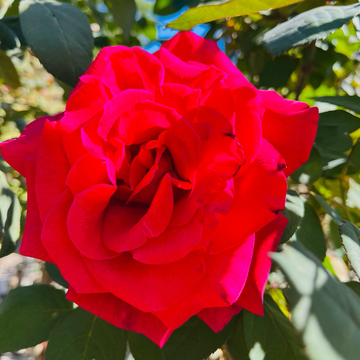Tea Rose-Black Buck