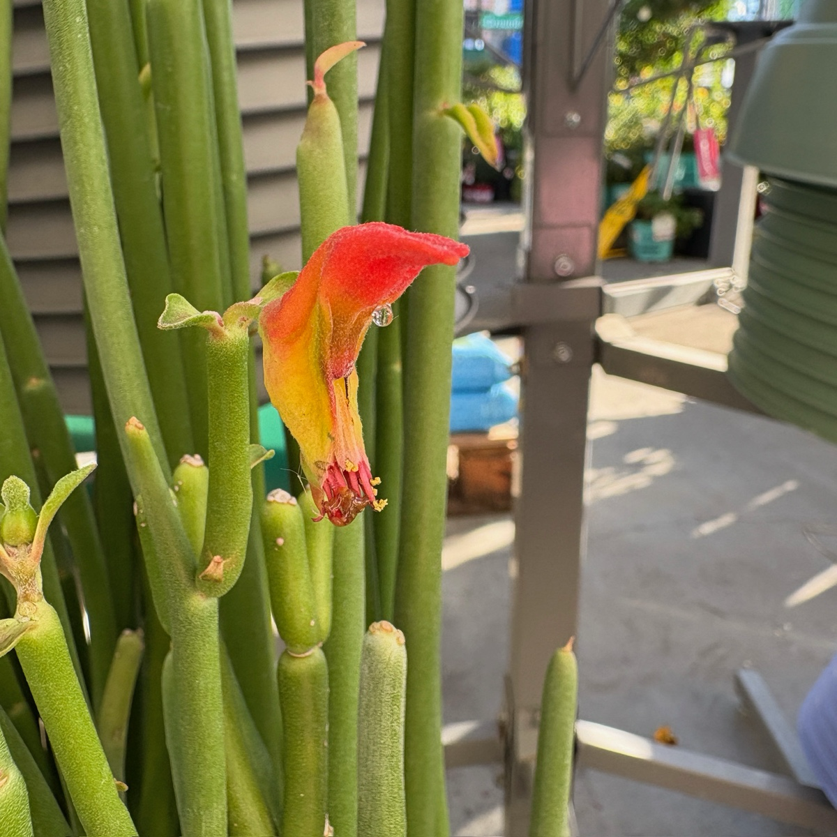 红雀珊瑚