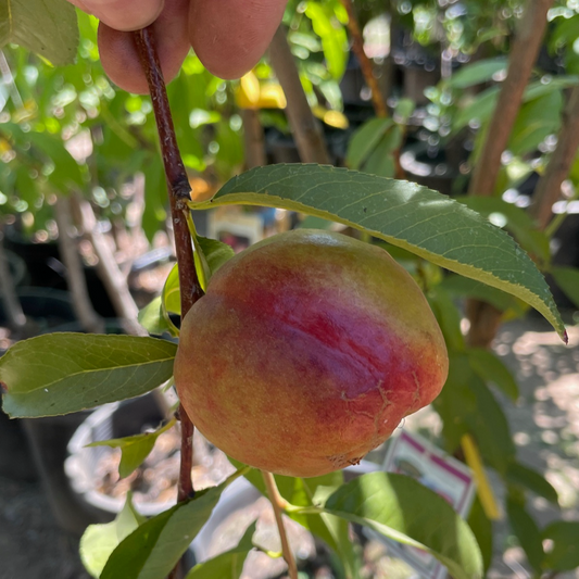 Nectarine Tree – Rhapsody Nectarine