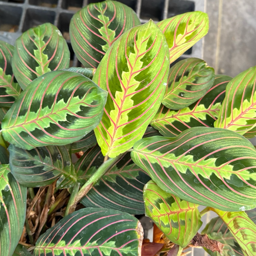 Prayer Plant