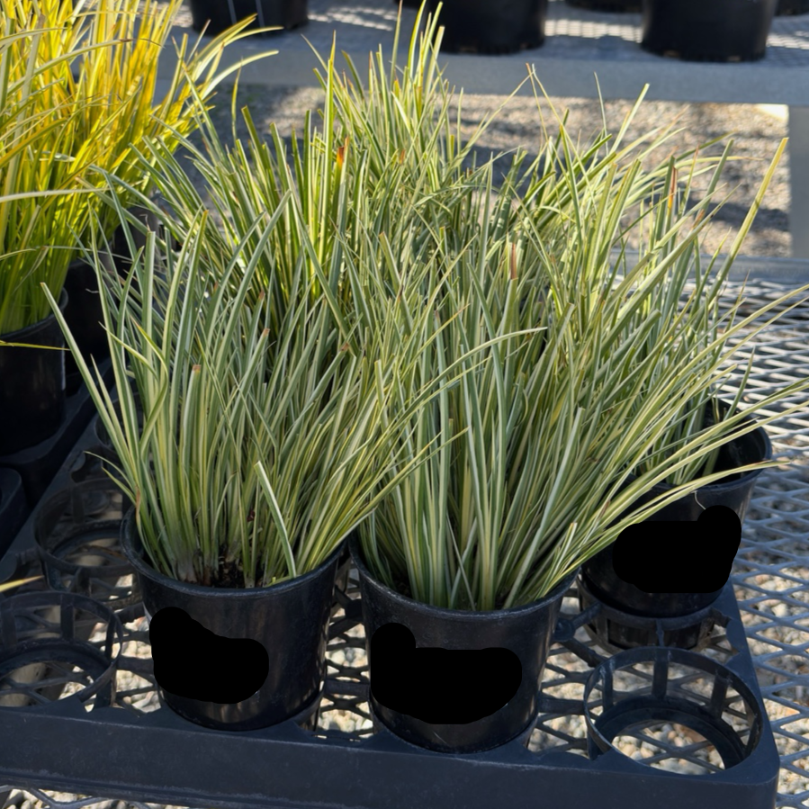 Golden Variegated Sweet Flag
