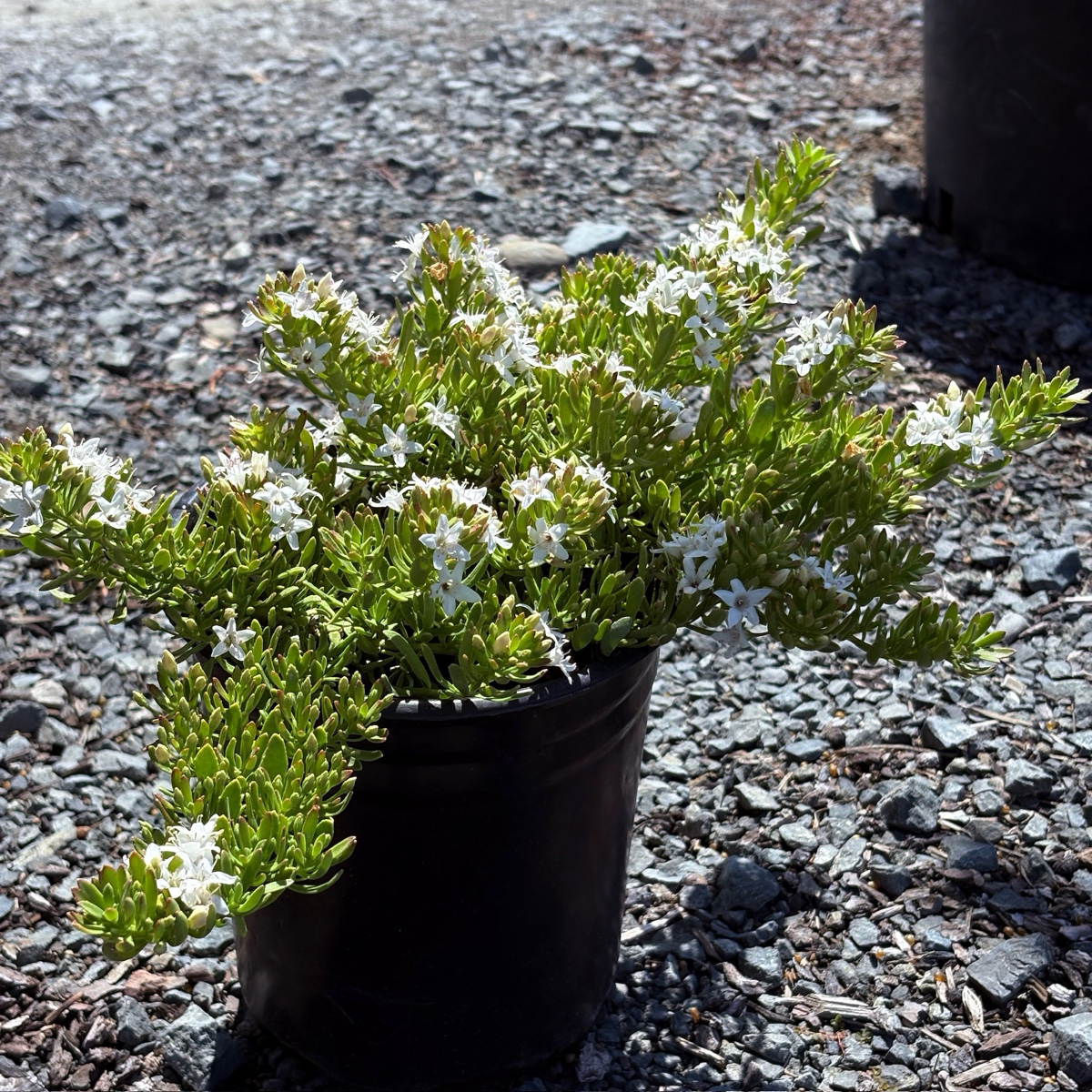 Putah Creek Creeping Myoporum