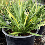 安妮女王百子莲