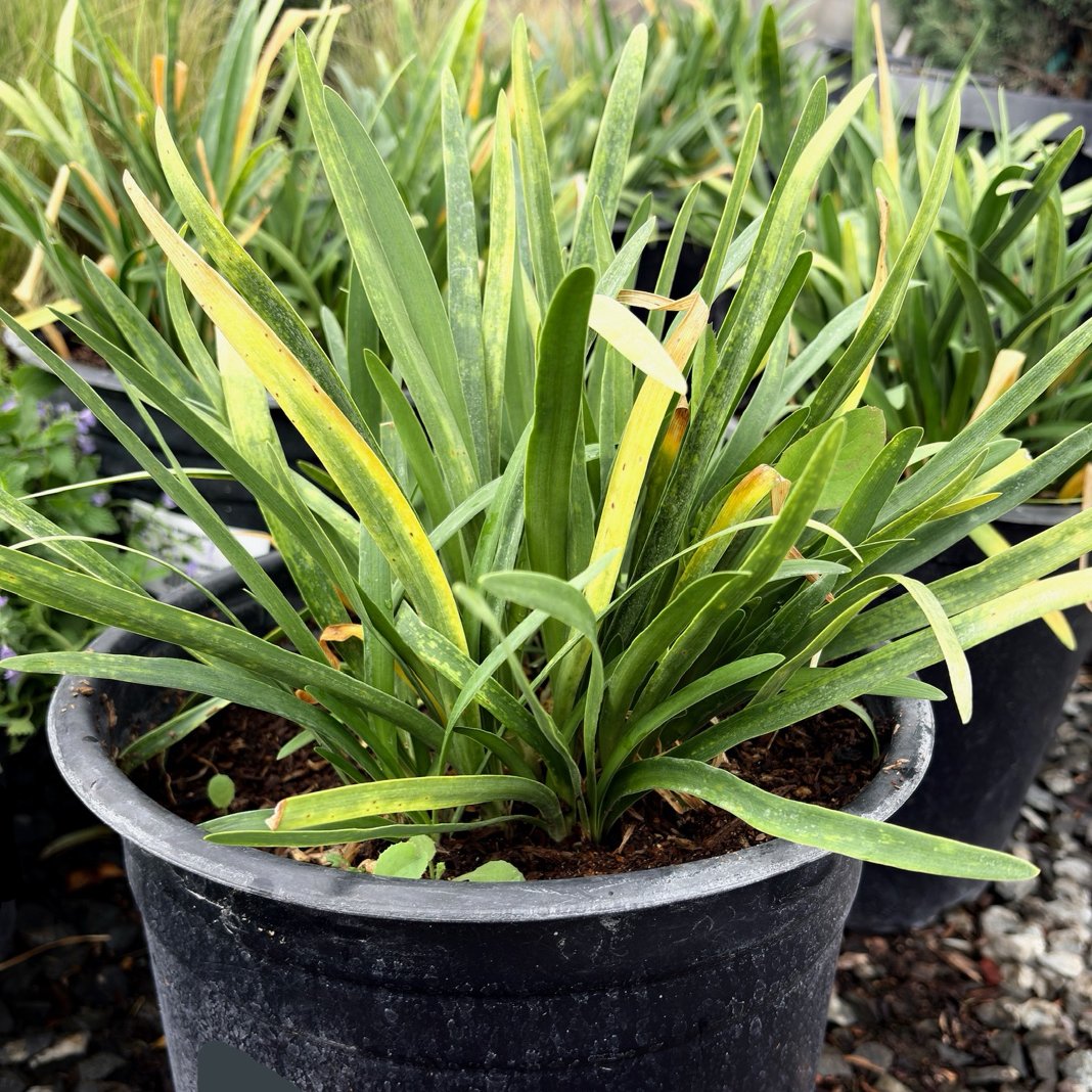 安妮女王百子莲