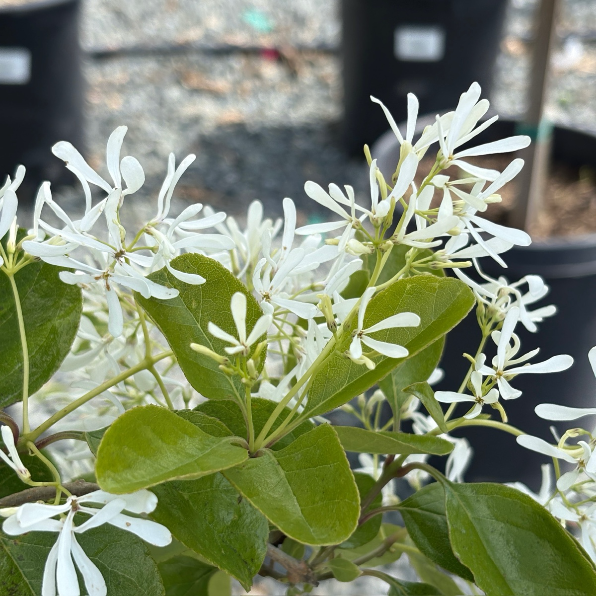 Chinese Fringe Tree