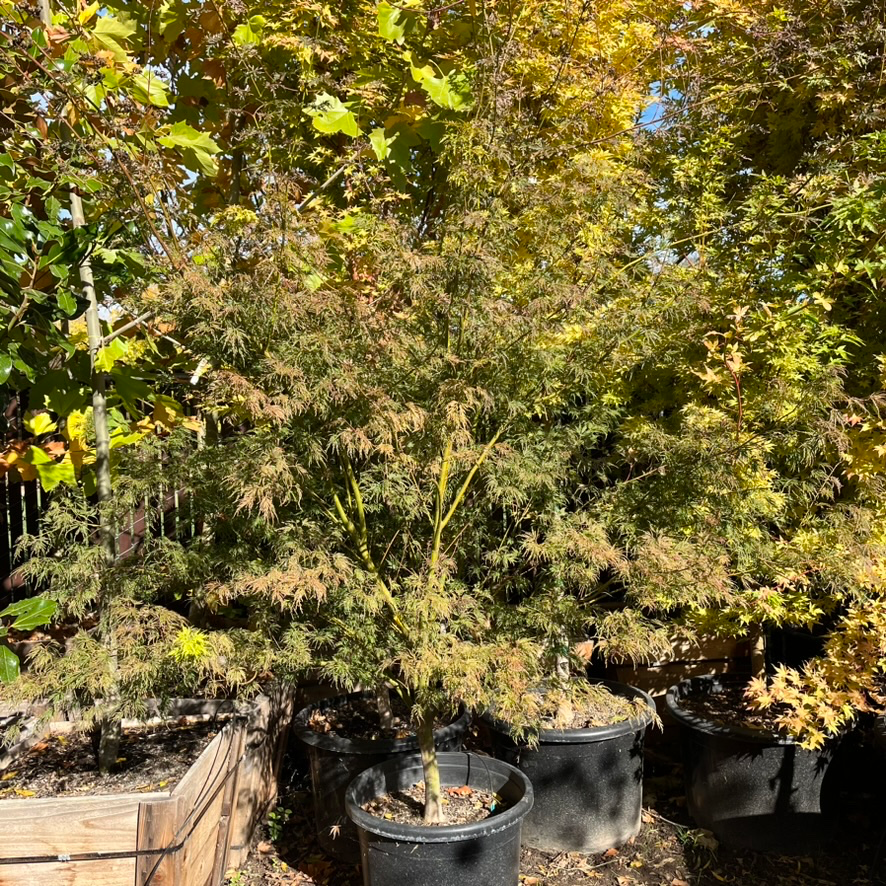 Acer palmatum-Qinglong Japanese maple