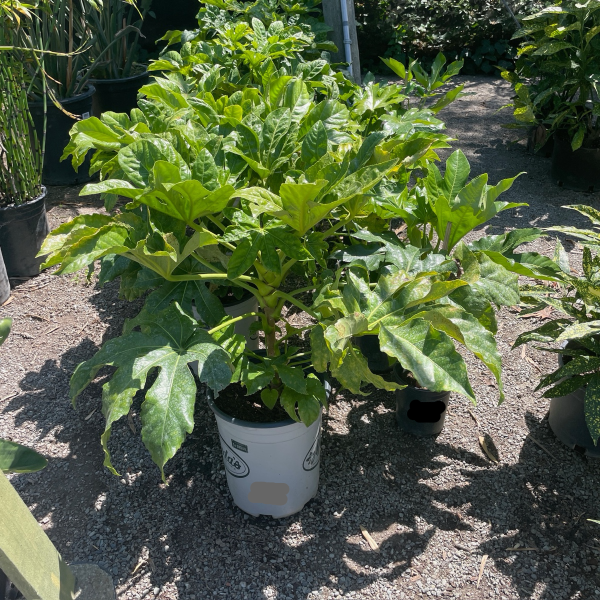 Japanese Aralia