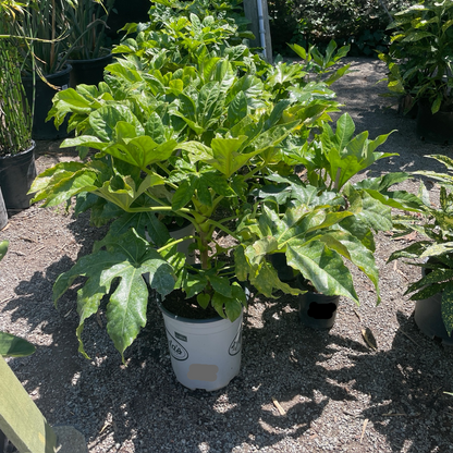 Evergreen Plant-Aglaonema