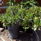 石斑木-白克拉克