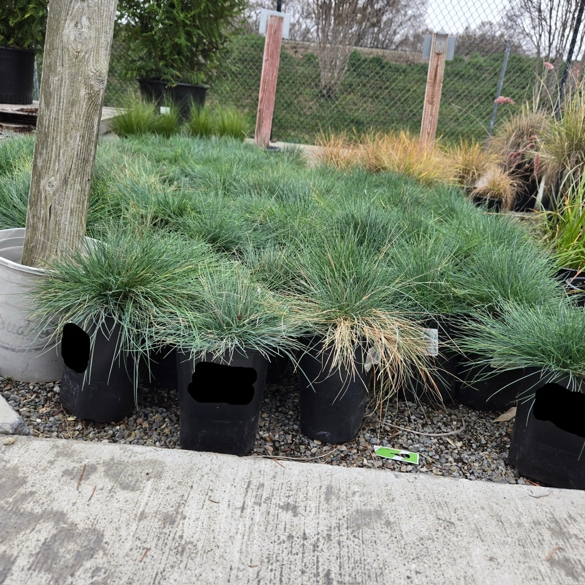 Elijah Blue Common Blue Fescue
