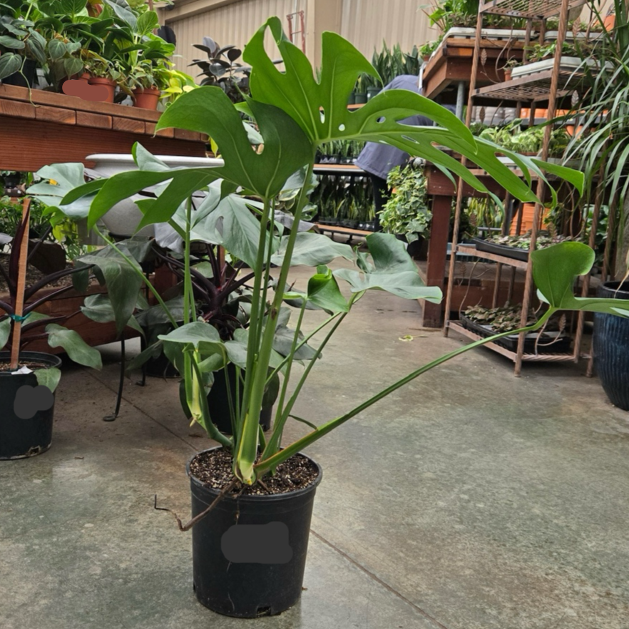 Split leat Philodendron