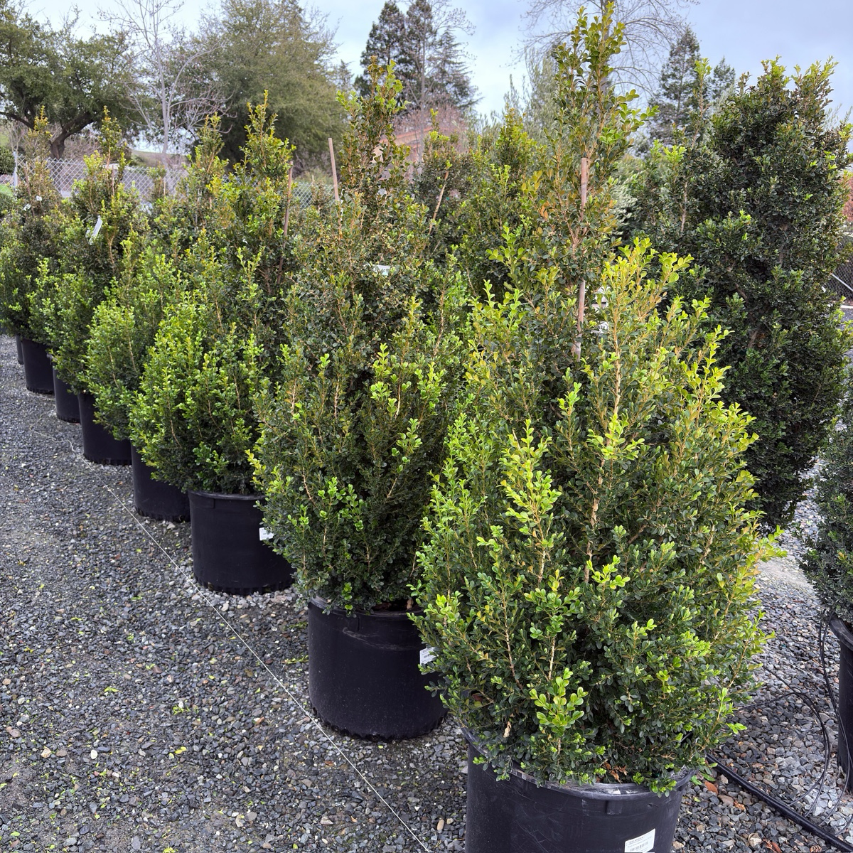 Green Beauty Boxwood