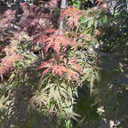 Orangeola Lace Japanese Maple
