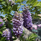Texas White' Wisteria