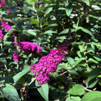 Miss Molly Butterfly Bush