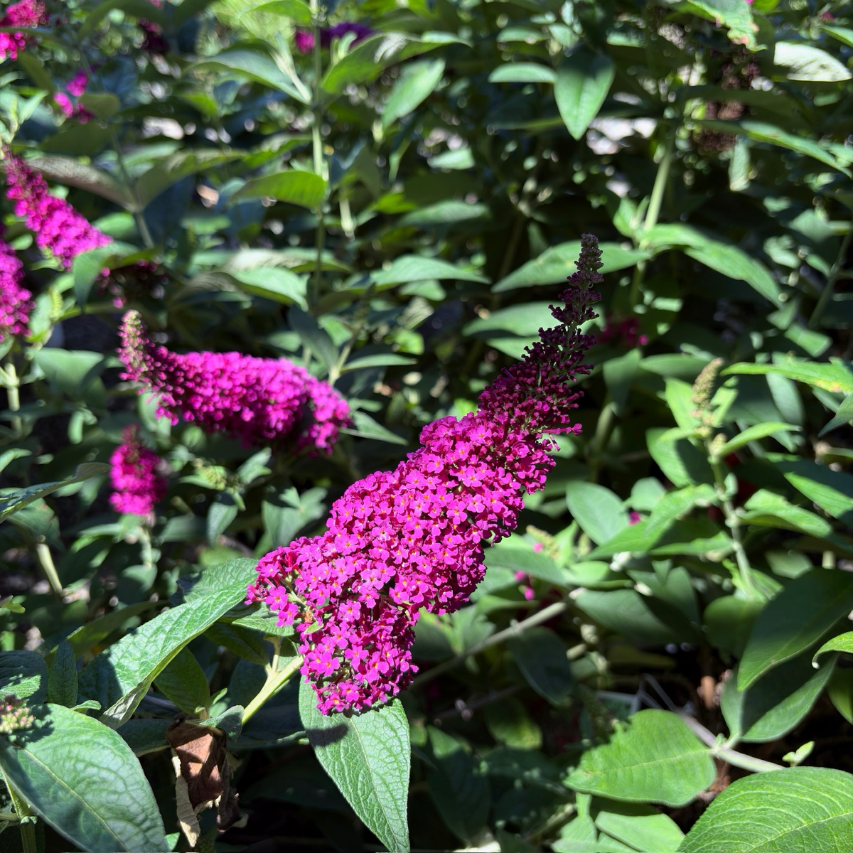 Miss Molly Butterfly Bush