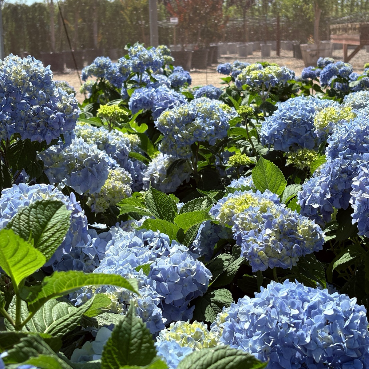 大叶绣球-日光兰