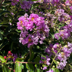 Twilight Crape Myrtle