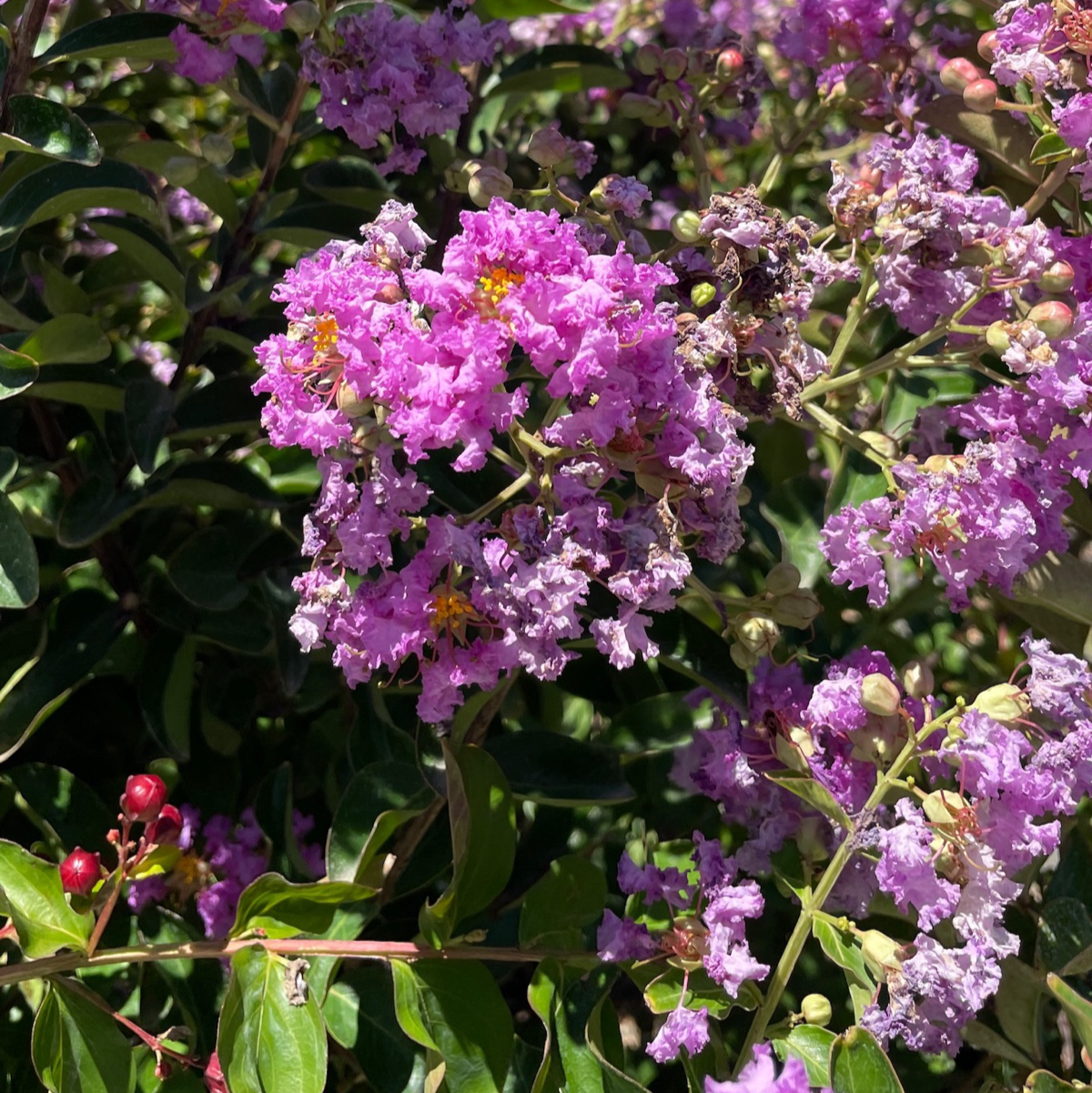 Twilight Crape Myrtle