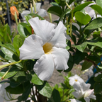 (Garden/Giant ) White 【Sun Parasol®】 Mandevilla