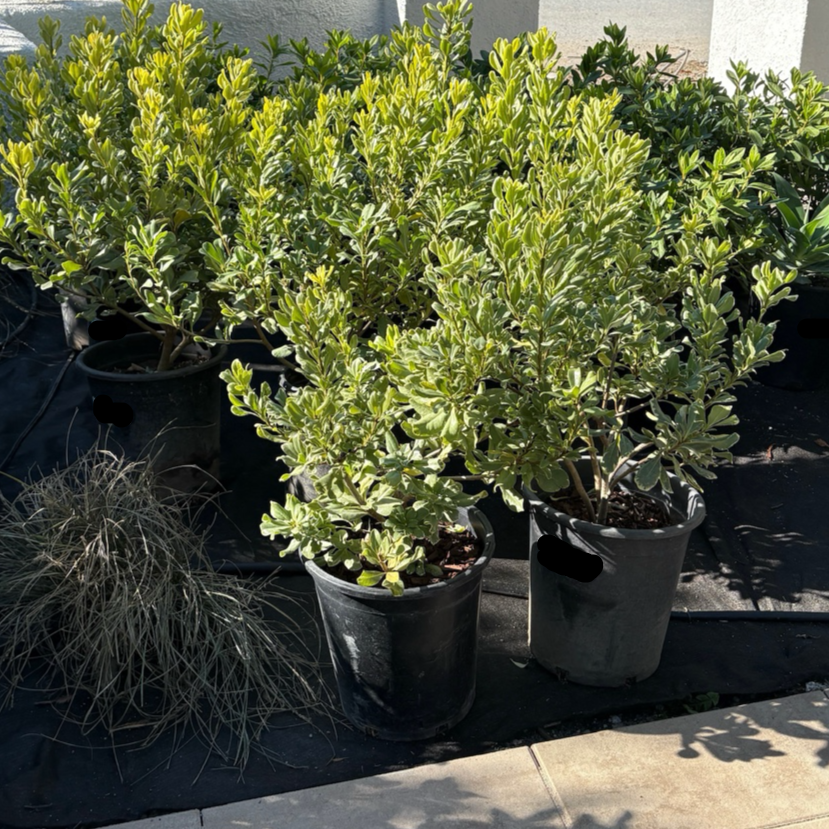Variegated Japanese Mock Orange